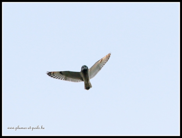 Hibou des marais